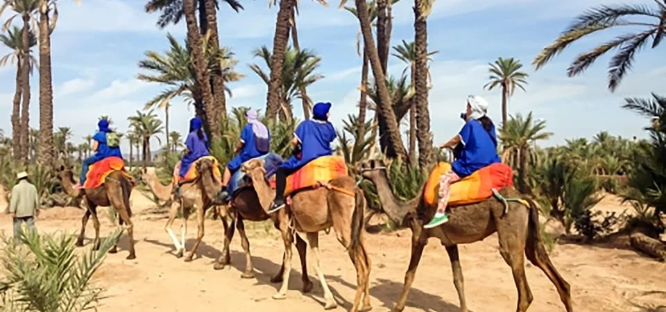 Camel Ride in the Palmeraie Oasis An Authentic Marrakech Adventure - Adghal Tours