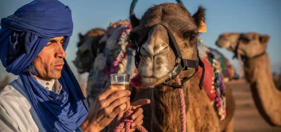 Marrakech Sunset Camel Ride Gourmet Dinner and Fire Show in the Agafay Desert Adghal Tours