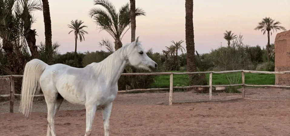 Marrakech Palmeraie Horse Ride through Desert Oases and Berber Villages - Adghal Tours