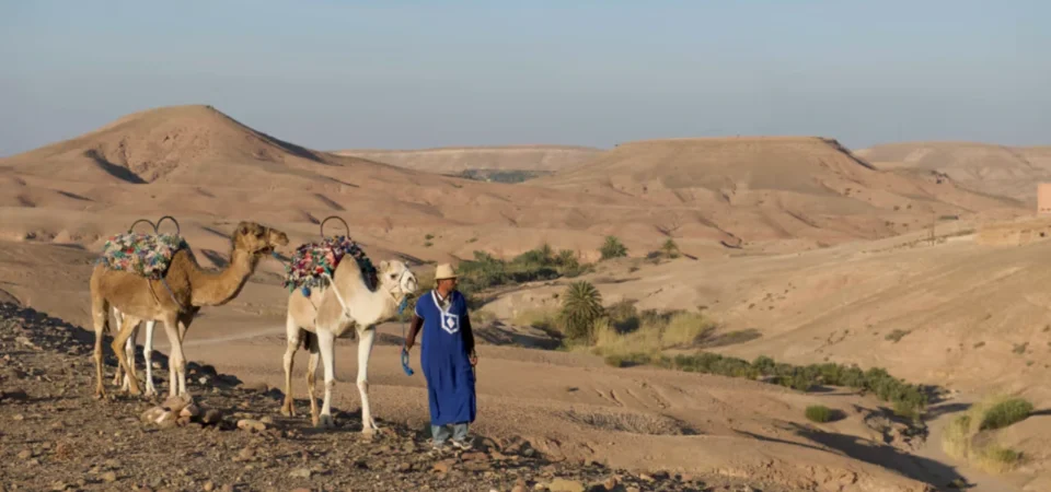 Marrakech Sunset Camel Ride Gourmet Dinner and Fire Show in the Agafay Desert Adghal Tours