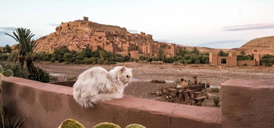 Discover Ouarzazate and Ait Benhaddou A Majestic Marrakech Day Trip - Adghal Tuurs