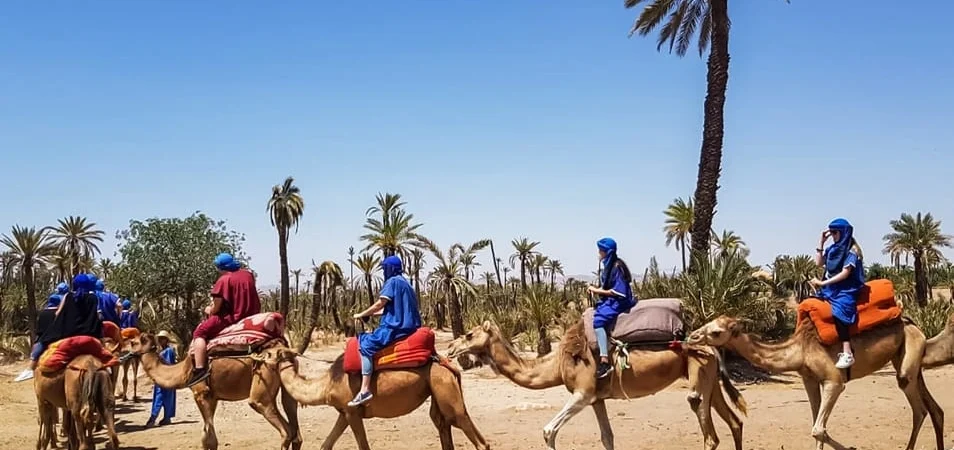 Camel Ride in the Palmeraie Oasis An Authentic Marrakech Adventure - Adghal Tours