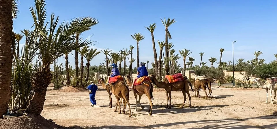 Camel Ride in the Palmeraie Oasis An Authentic Marrakech Adventure - Adghal Tours