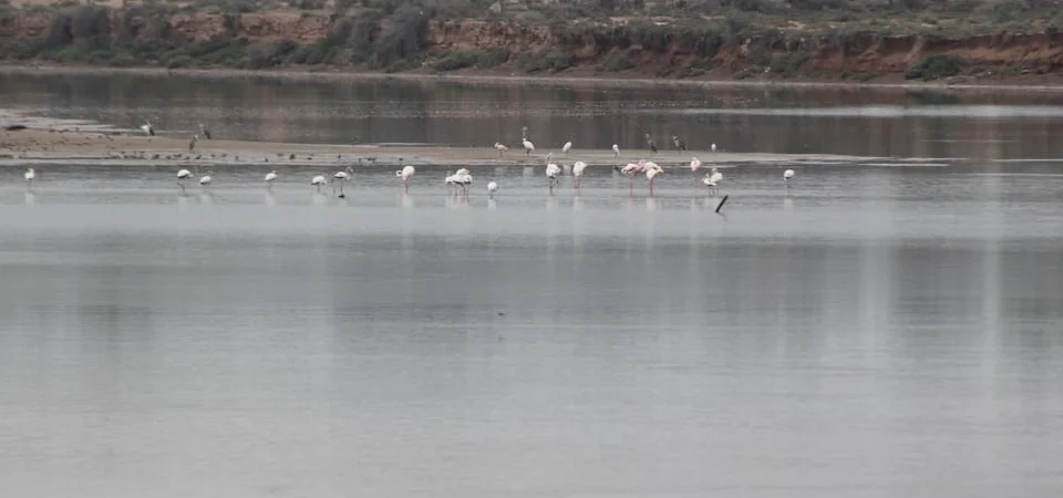 Marrakech to Agadir Camel Ride & Flamingo Tour - Adghal Tours