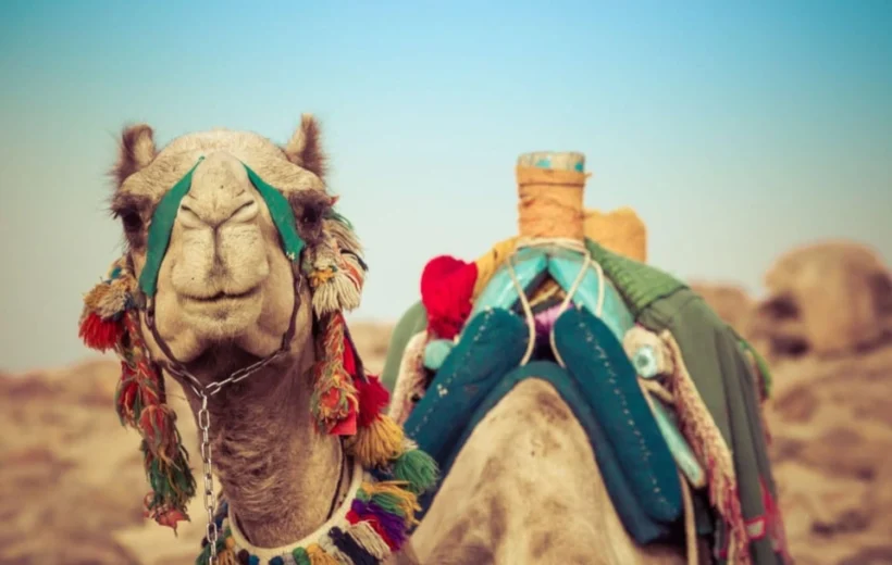 Marrakech to Agadir or Taghazout: Camel Ride & Flamingo Watching Adventure