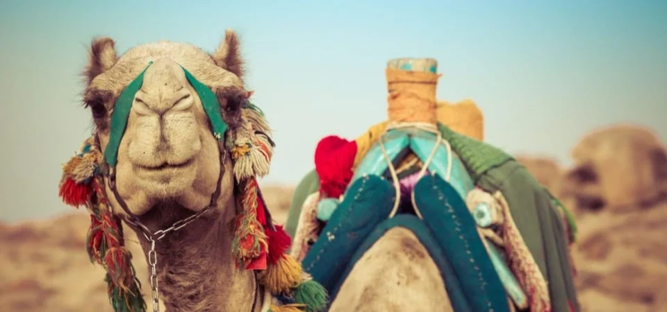 Marrakech to Agadir Camel Ride & Flamingo Tour - Adghal Tours