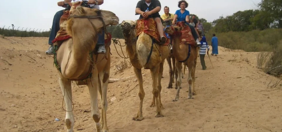Marrakech to Agadir Camel Ride & Flamingo Tour - Adghal Tours