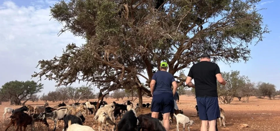 Marrakech to Agadir_ Cable Car, Crocopark & Tree-Climbing Goats - Adghal Tours