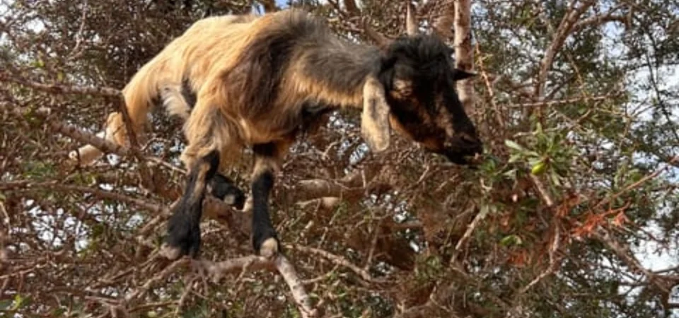 Marrakech to Agadir_ Cable Car, Crocopark & Tree-Climbing Goats - Adghal Tours