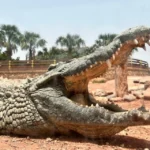 Gallery Thumbnail 4