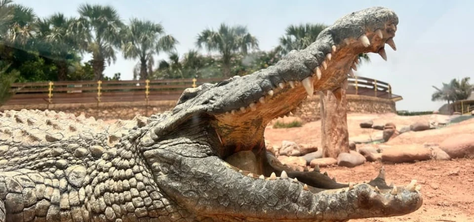Marrakech to Agadir_ Cable Car, Crocopark & Tree-Climbing Goats - Adghal Tours