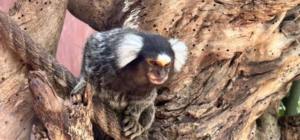 Marrakech to Agadir_ Cable Car, Crocopark & Tree-Climbing Goats - Adghal Tours