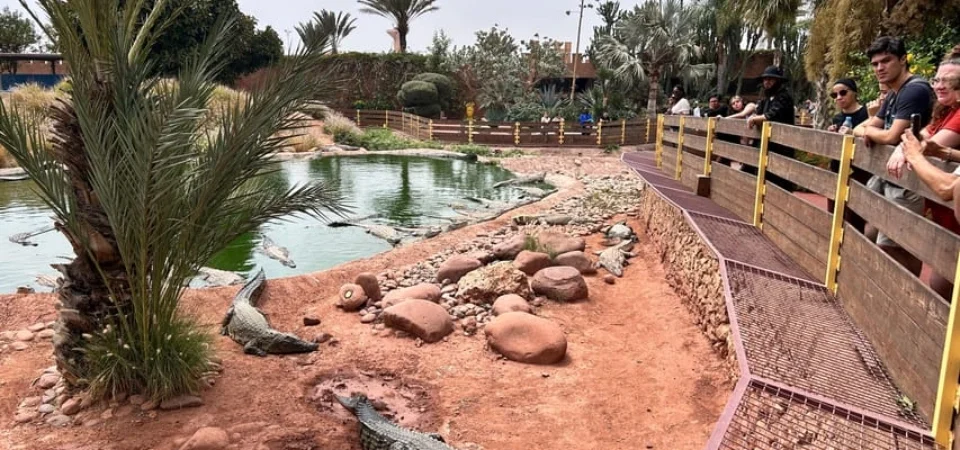 Marrakech to Agadir_ Cable Car, Crocopark & Tree-Climbing Goats - Adghal Tours